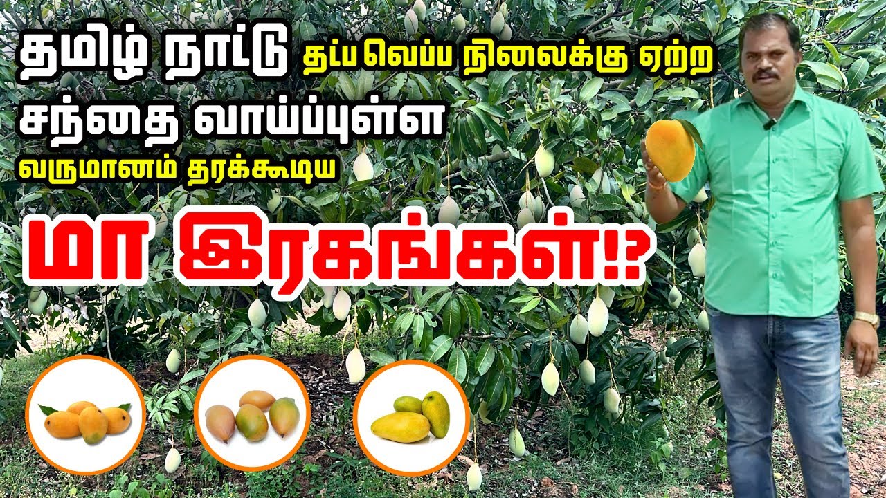 சந்தை 💰 வாய்புள்ள 🥭 மா இரகங்கள்? | Proditable Mango Varieties of Tamil Nadu | PASUMAI BHARATHAM AGRI