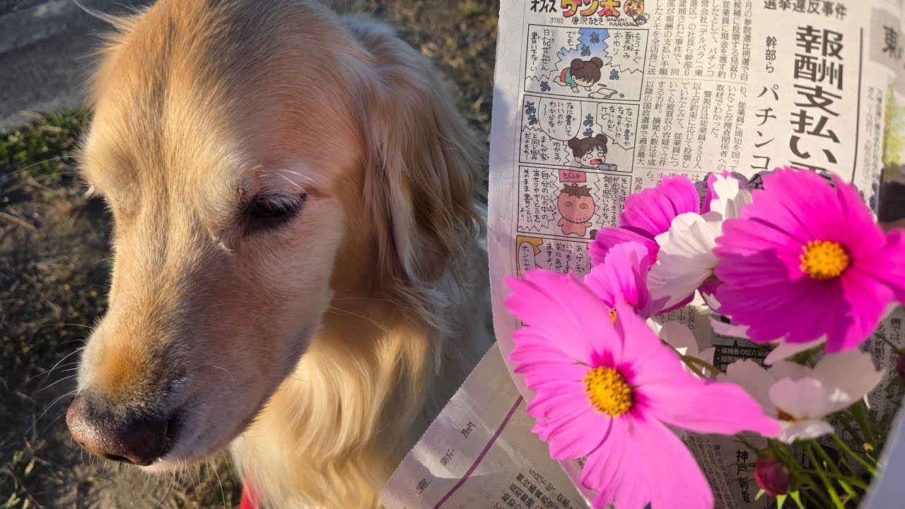 コスモス畑までのドライブ🚗³₃