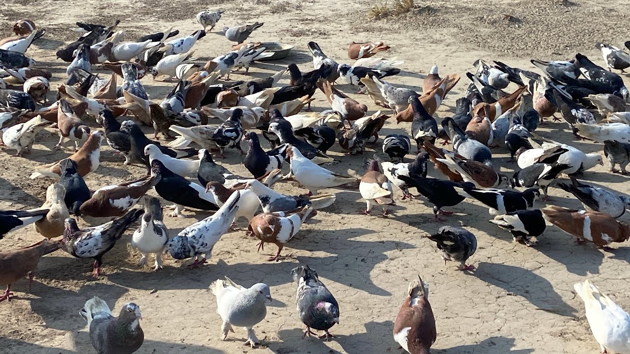 Kaka Kala Multan Lahore Liya Dera Ghazi Khan Rajapur2000