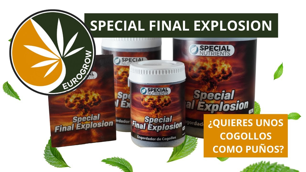 SPECIAL FINAL EXPLOSION &iquest;C&oacute;mo aumentar la producci&oacute;n de mi floraci&oacute;n? COGOLLOS DE MARIHUANA GIGANTES