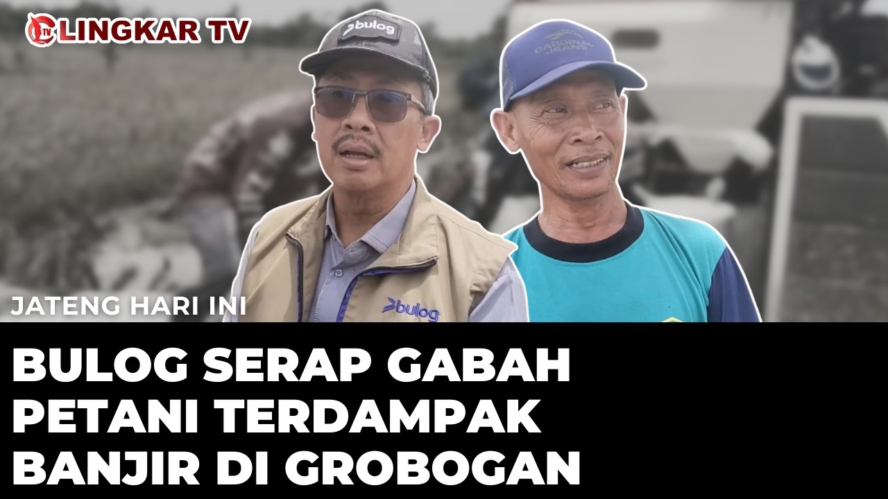 BULOG BELI GABAH PETANI GROBOGAN TERDAMPAK BANJIR RP6.500/KG