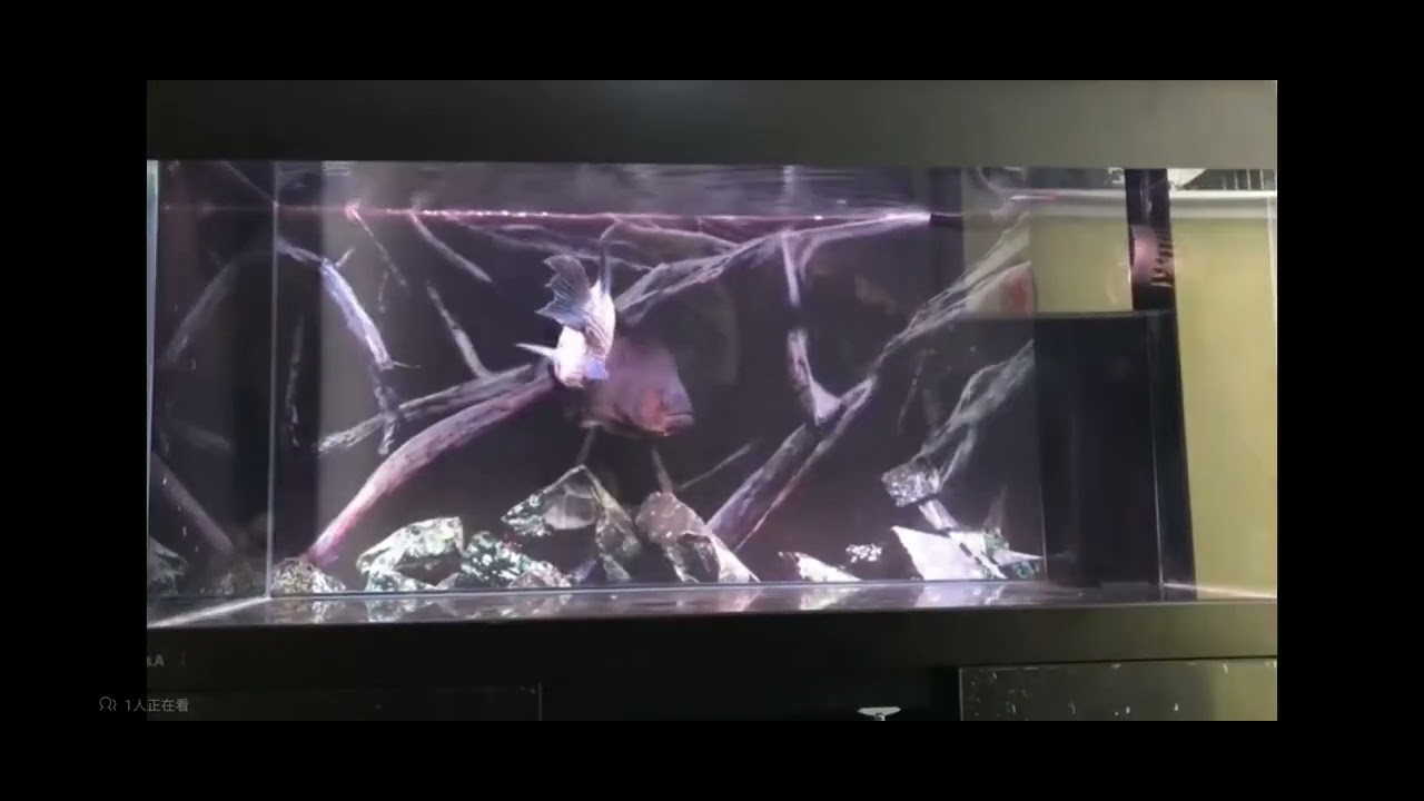 black piranha vs wolf cichlid (rhombeus vs dovii)