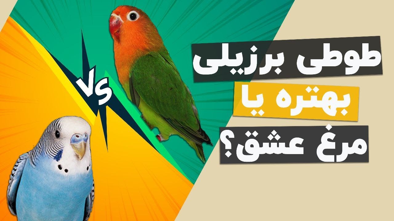 طوطی برزیلی بهتره یا مرغ عشق؟ کدومو بخریم؟