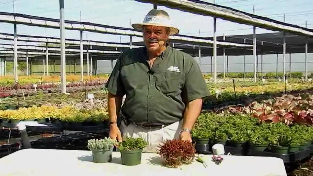 Succulent Sedum Care Instructions.avi