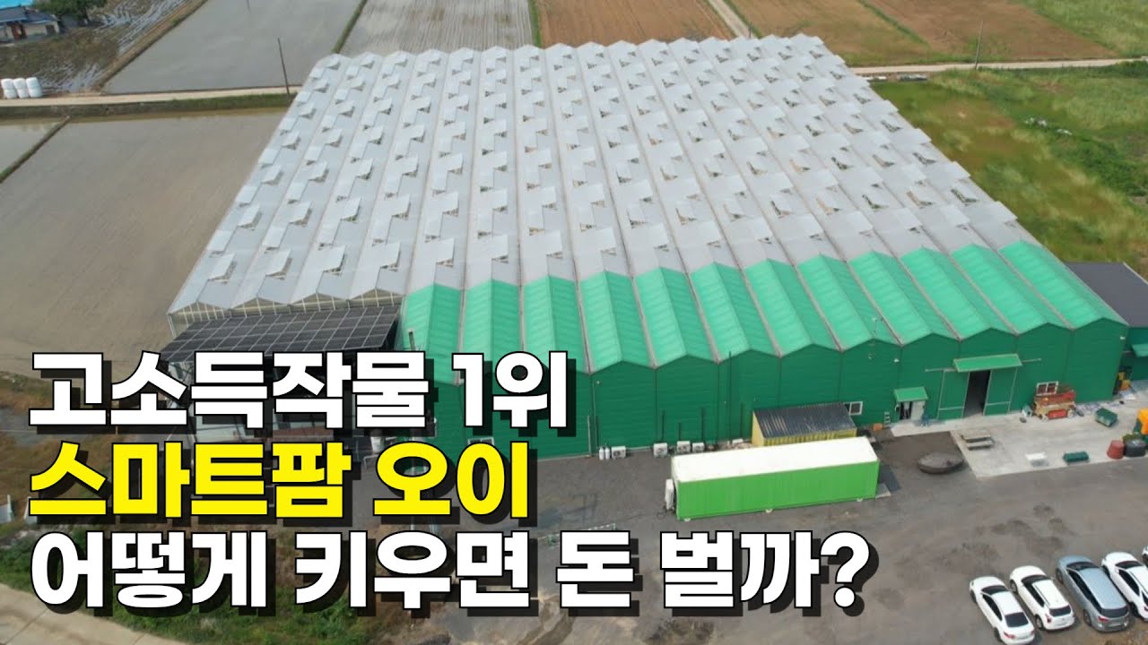 10억 대출로 지은 스마트팜! 오이 키워 일년에 4억 버는 방법