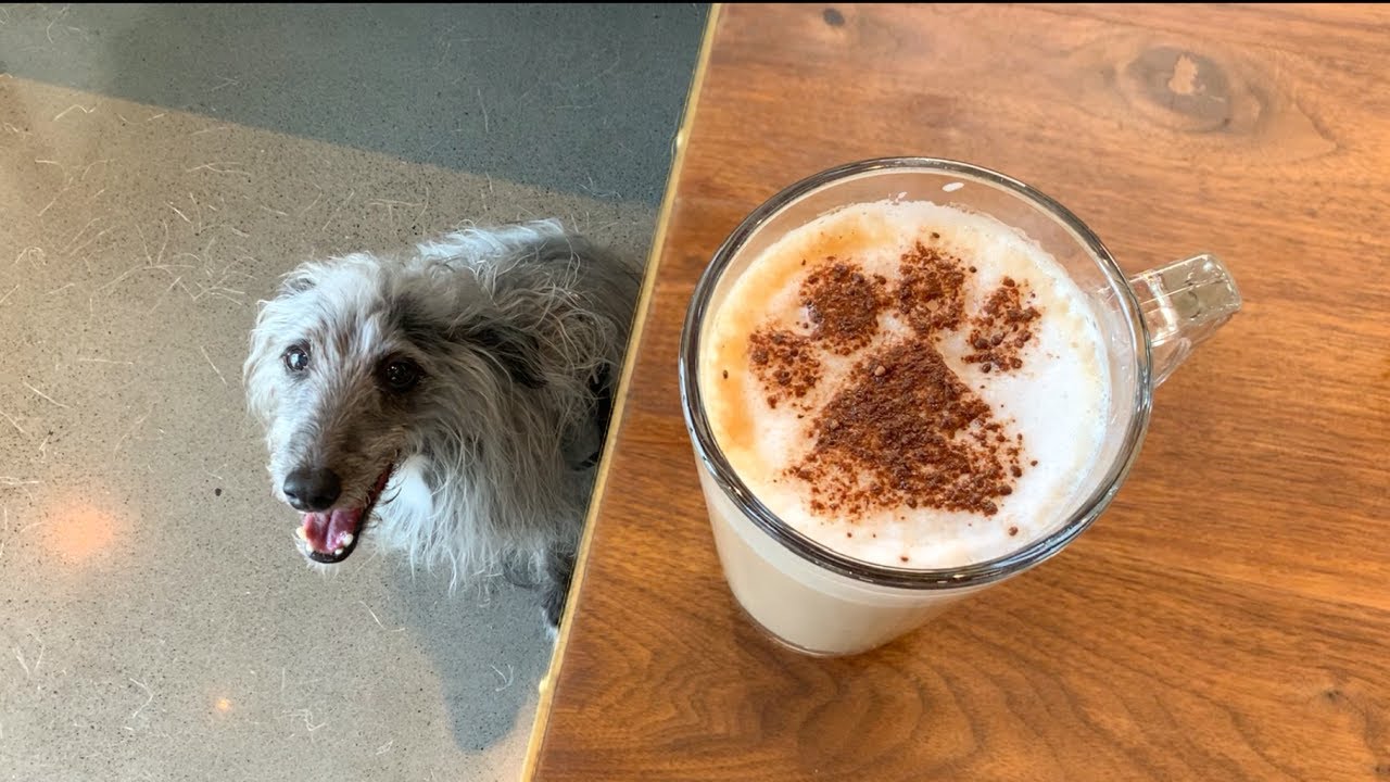 Dog-Friendly Cafe in Montreal | Quebec | Canada