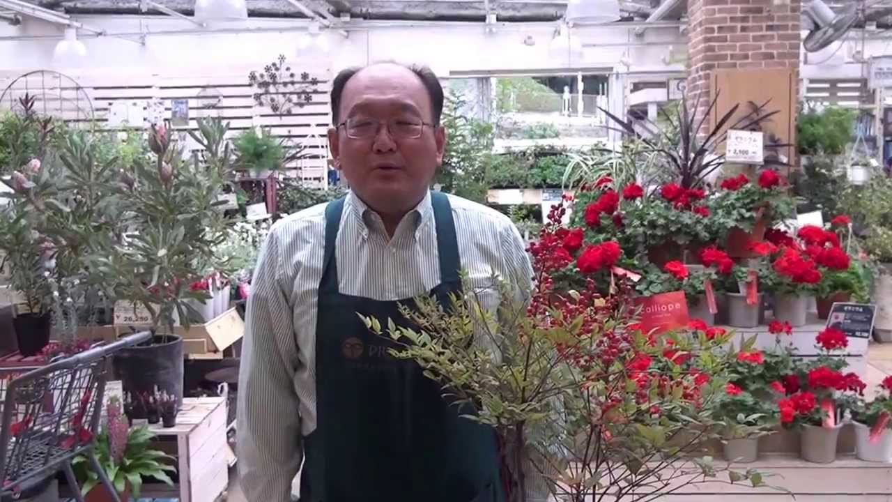 ナンテンの育て方・日常管理