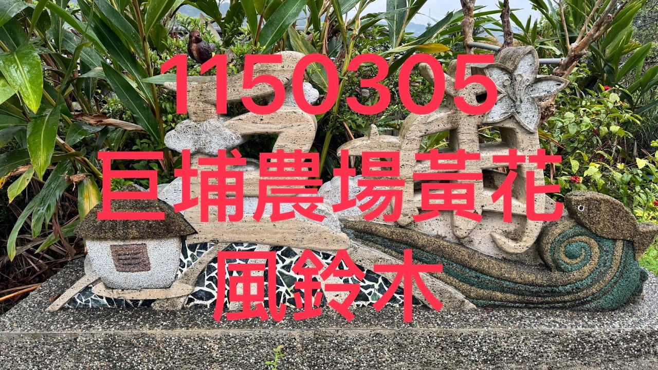 1150305 巨埔農場黃花風鈴木