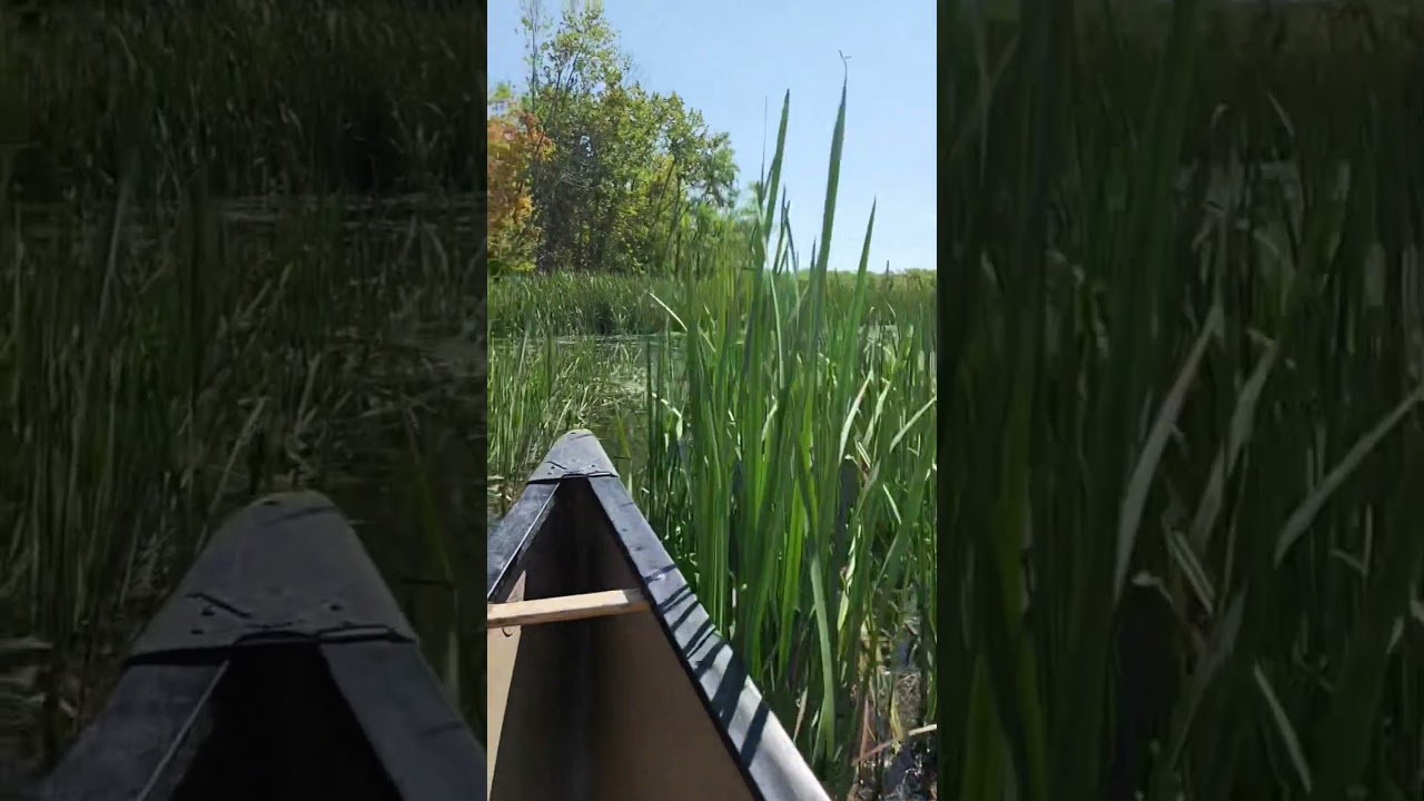 POV you're canoeing on a calm Ontario river 🛶 #travel #Canoe #river #backcountry #outdoors #nature