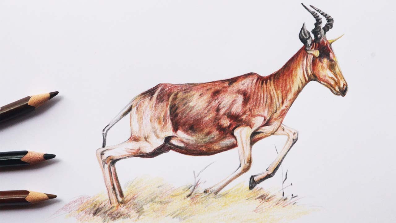 How to draw a gazelle | Drawing a Antelope in Color Pencils | Animal Drawing