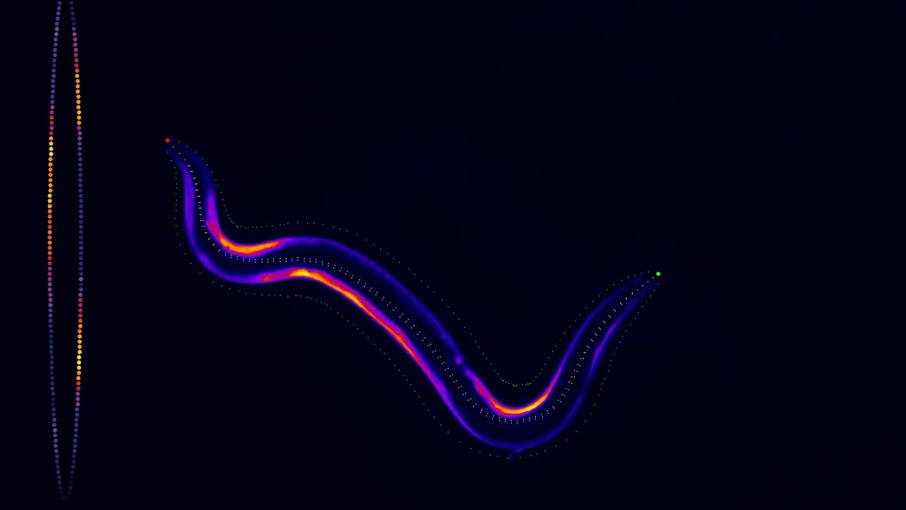 An Algorithm for Tracking C. elegans Body Movement and Muscular Activity in Ca2+ Dynamics Video