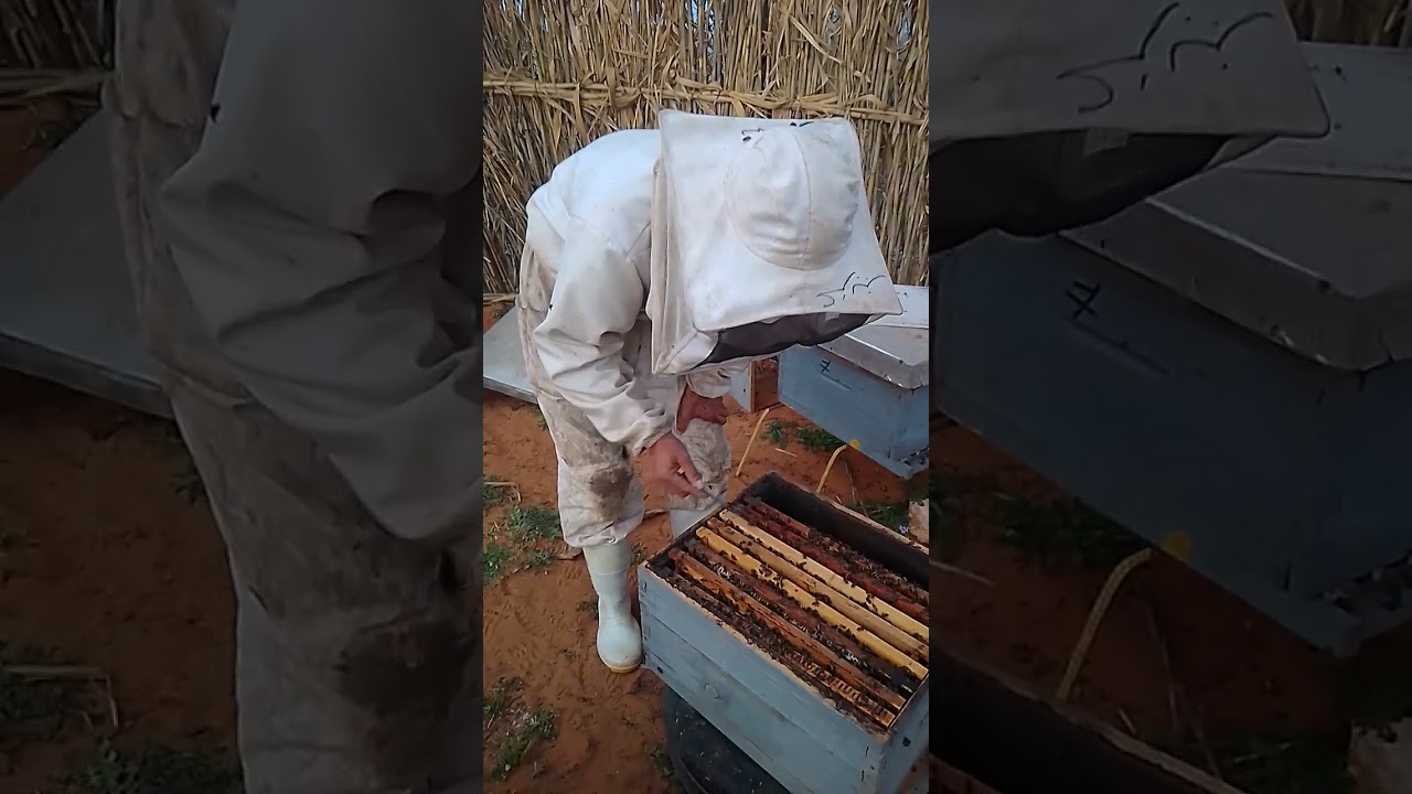 كيفية نزع طردين من الام