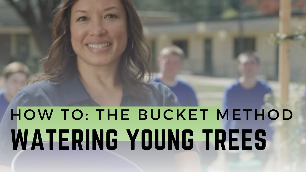 How to Water Young Trees - The Bucket Method