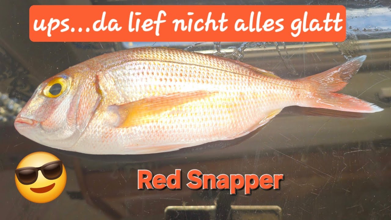 frischen FISCH frisst der alte FISCHER
