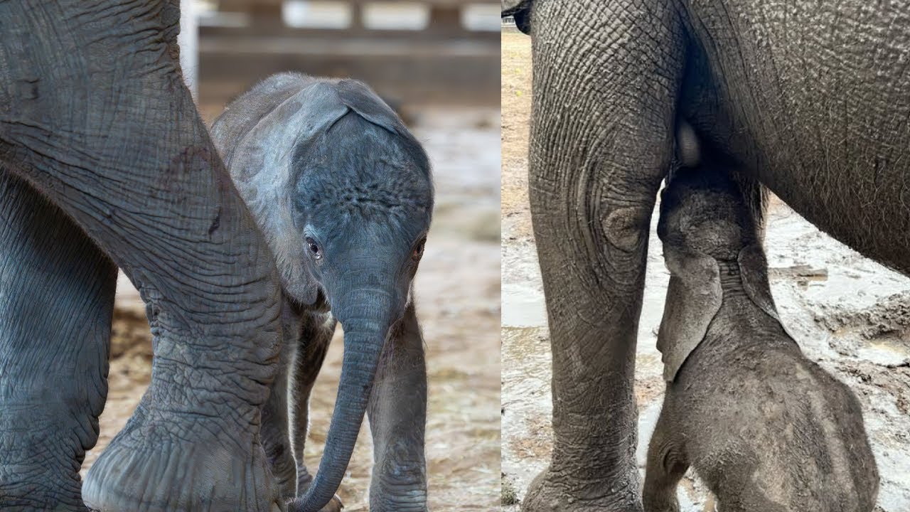 🐘 It’s a Girl! 🎉 Meet Dakari, Zuberi’s Precious Baby Elephant at Sedgwick County Zoo