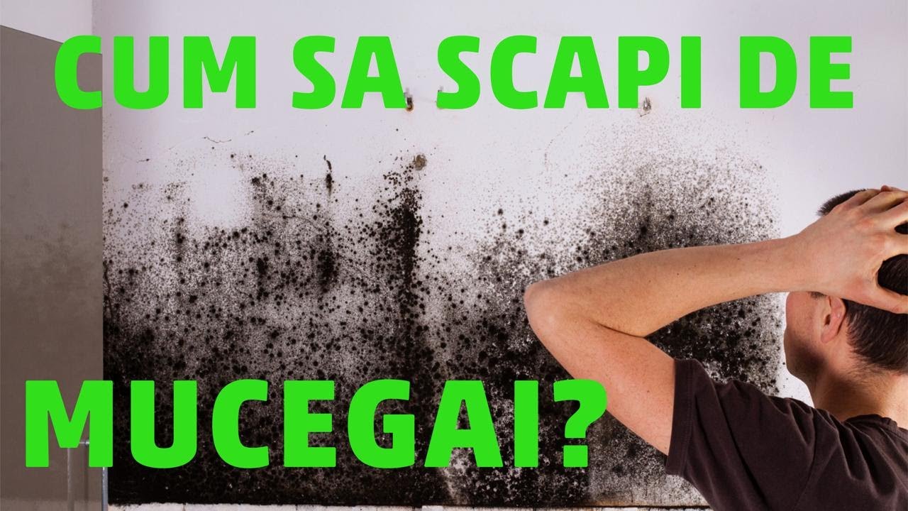 Cum sa scapi de mucegai? #Renovare DIY Ep. 12