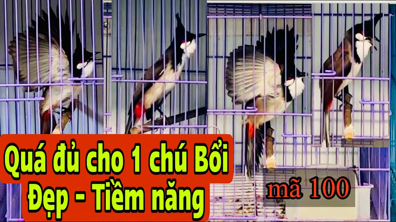 1/3 Từ 668k🔥🔥vài siêu phẩm tiềm năng chuẩn phách đeo Số❤️❤️