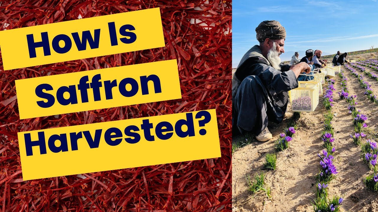 How Do You Harvest Saffron? 2023 Afghan Saffron Harvest Season, Story of Heray Spice.