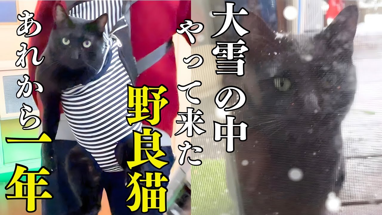 【捨て猫から家猫へ】離しても離しても膝に乗っかる甘えん坊の元迷い猫！