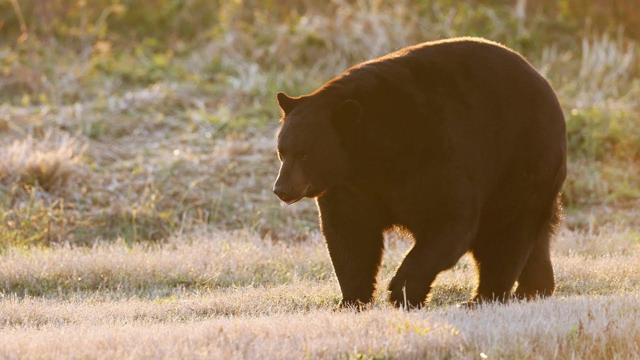 Early Morning Black Bear