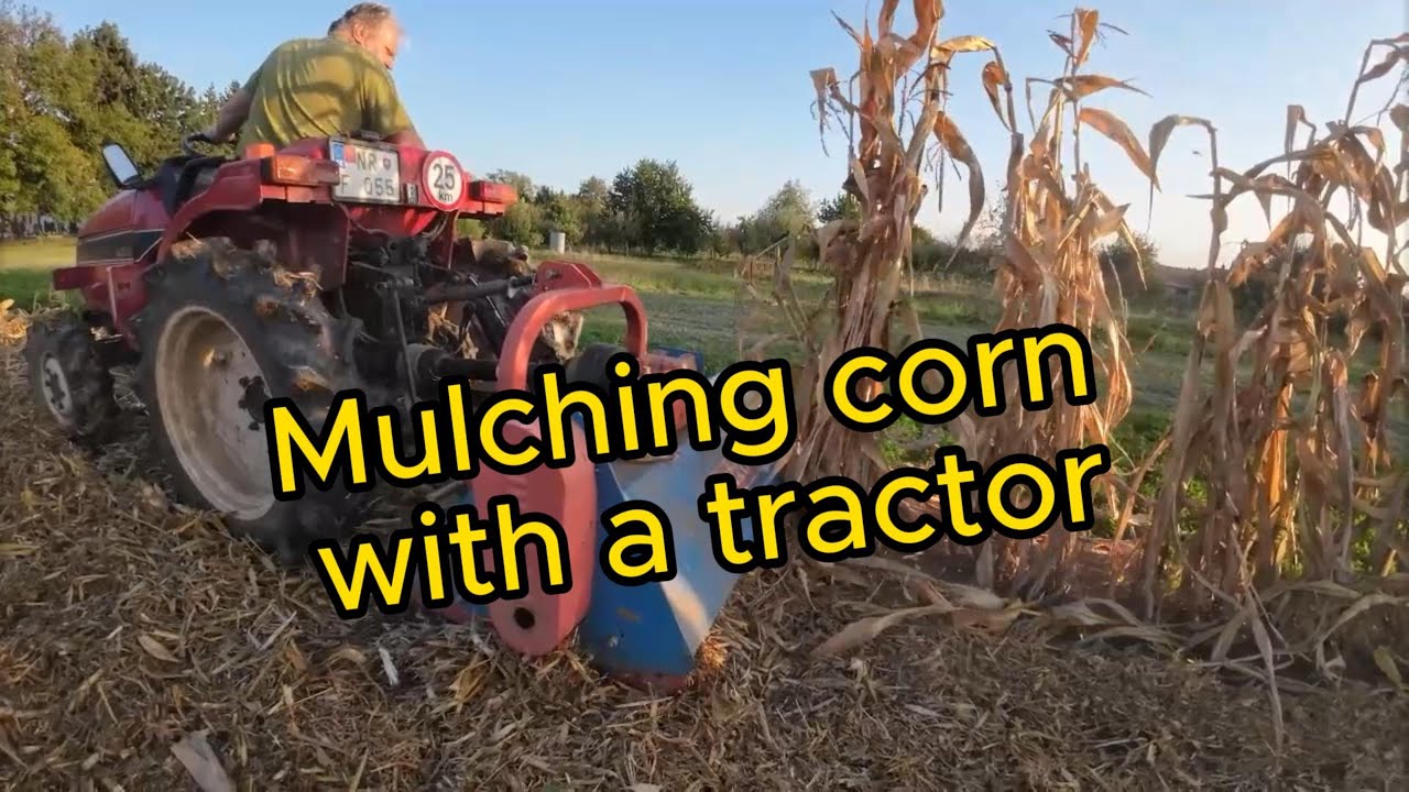 Mulching corn (Mulčovanie kukurice)  #tractor #agriculture #garden