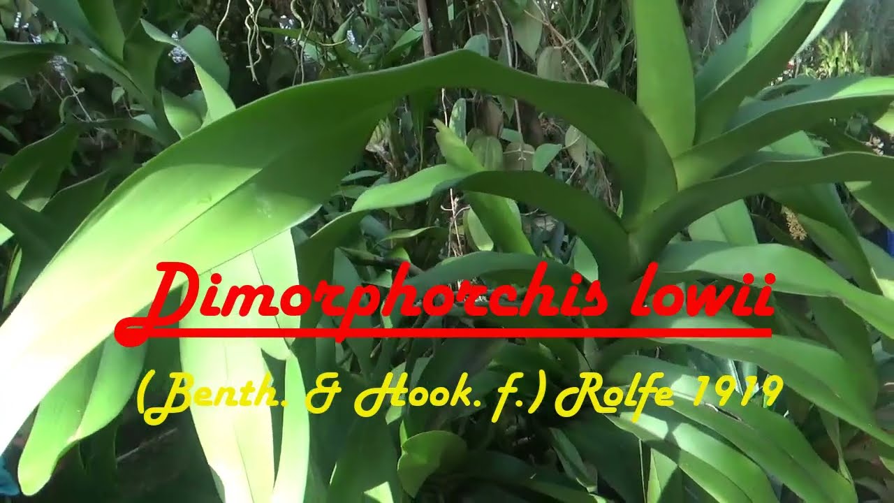 Dimorphorchis lowii anggrek unik dan istimewa  @kangbasyirorchids