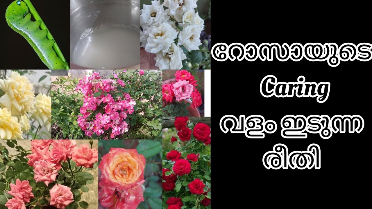 റോസായുടെ Caring വളം ഇടുന്ന രീതി || Athikkayam || Anju'sgarden