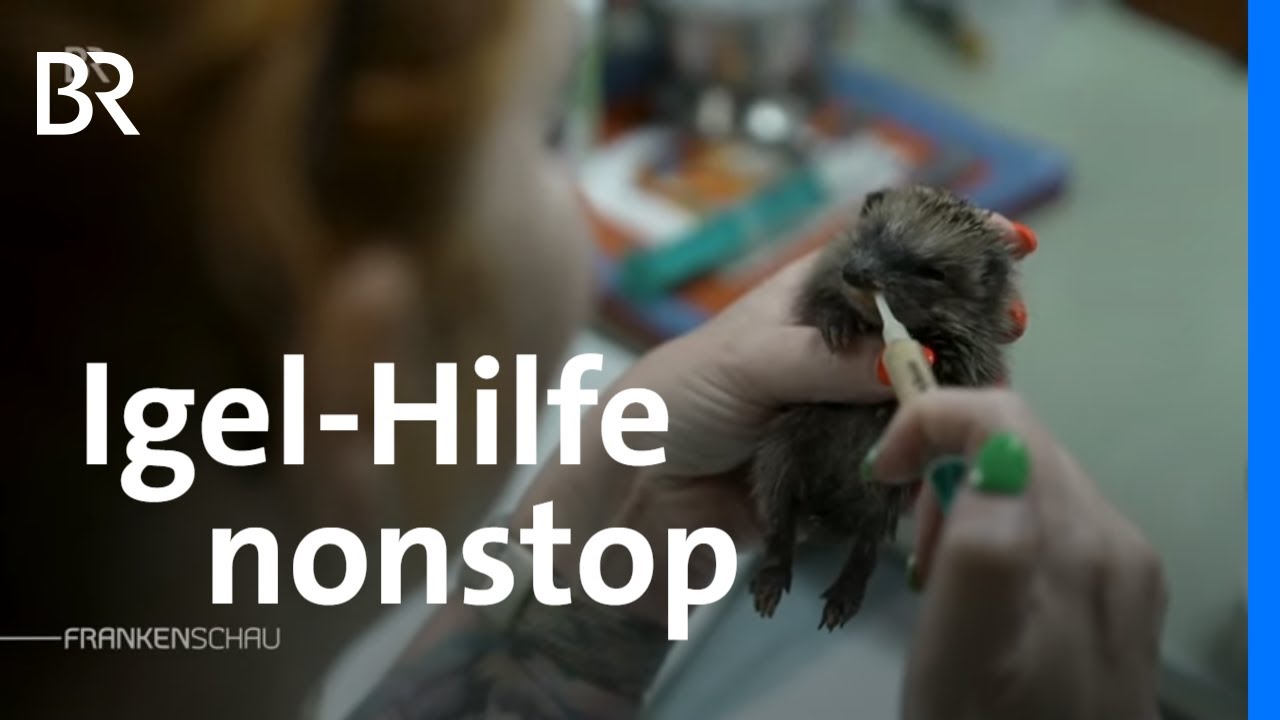 Gro&szlig;es Herz f&uuml;r Wildtiere: Igelhilfe von Tanja Heyn | Wildtierrettung |  Frankenschau | BR