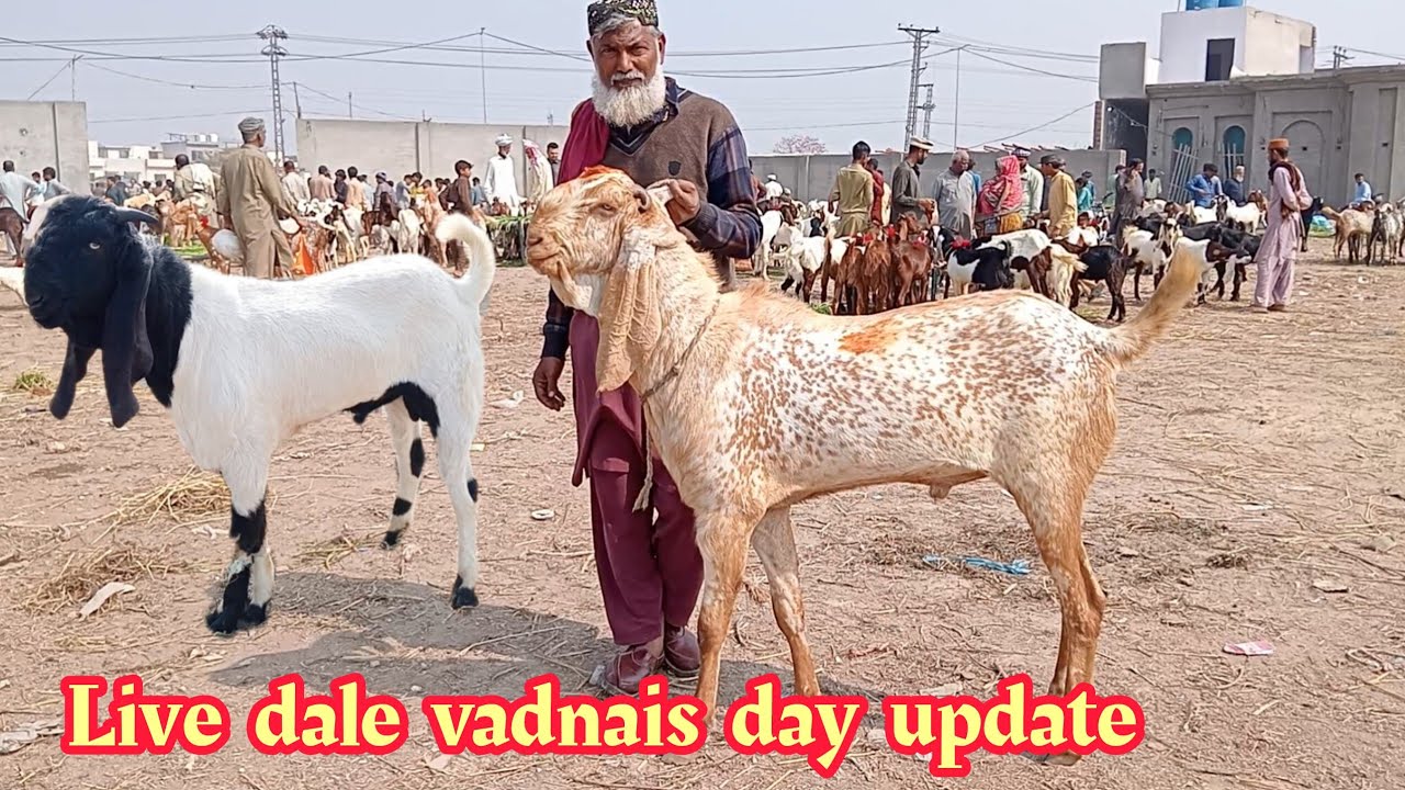 Live sauda Wednesday update Lahore Mandi makkhi ji ne bakre Qurbani 2026 ka Mal Sajjad Lahori shock