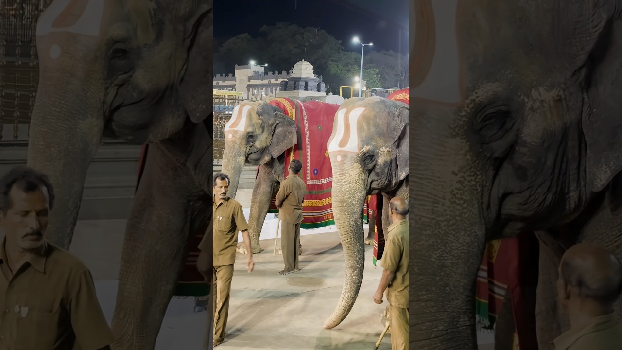 Tirumala Temple Elephants: Meet Padmavati & Lakshmi | Divine Guardians of Lord Venkateswara