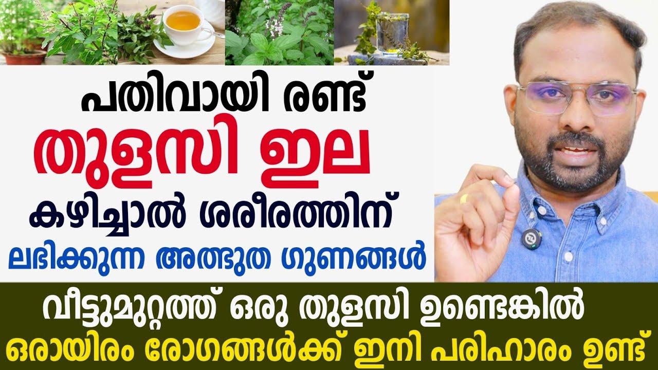 പതിവായി രണ്ട് തുളസിയില കഴിച്ചാൽ ശരീരത്തിൽ ഉണ്ടാകുന്ന അത്ഭുത മാറ്റങ്ങൾ | Thulsi leaf health benefits