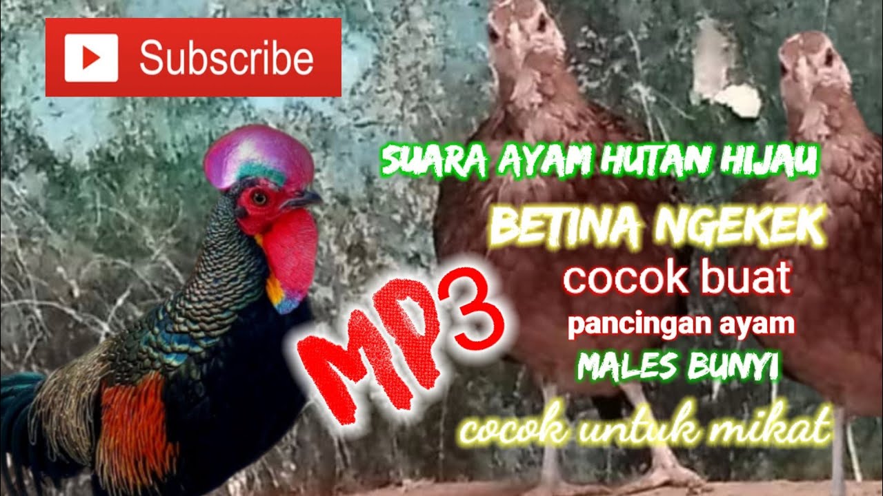 SUARA AYAM HUTAN NGEKEK COCOK BUAT AYAM MALES BUNYI