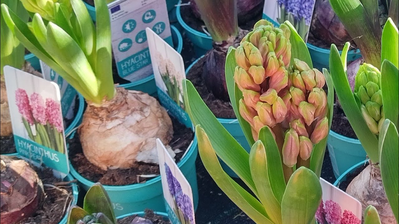 🔴 LIVE Kenapa Tangan Gatal Tapi Hyacinth Cantik? Trik Sukses Umbi Terakhirku!