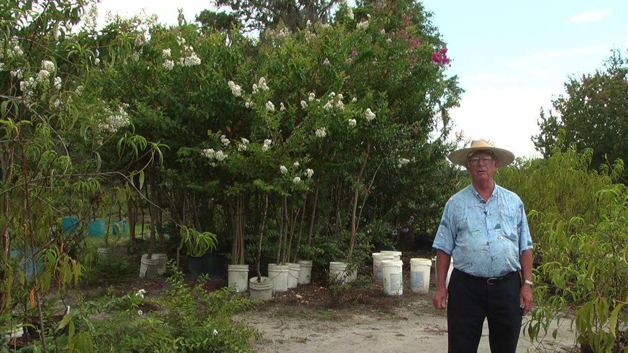 How to Grow Crepe Myrtles