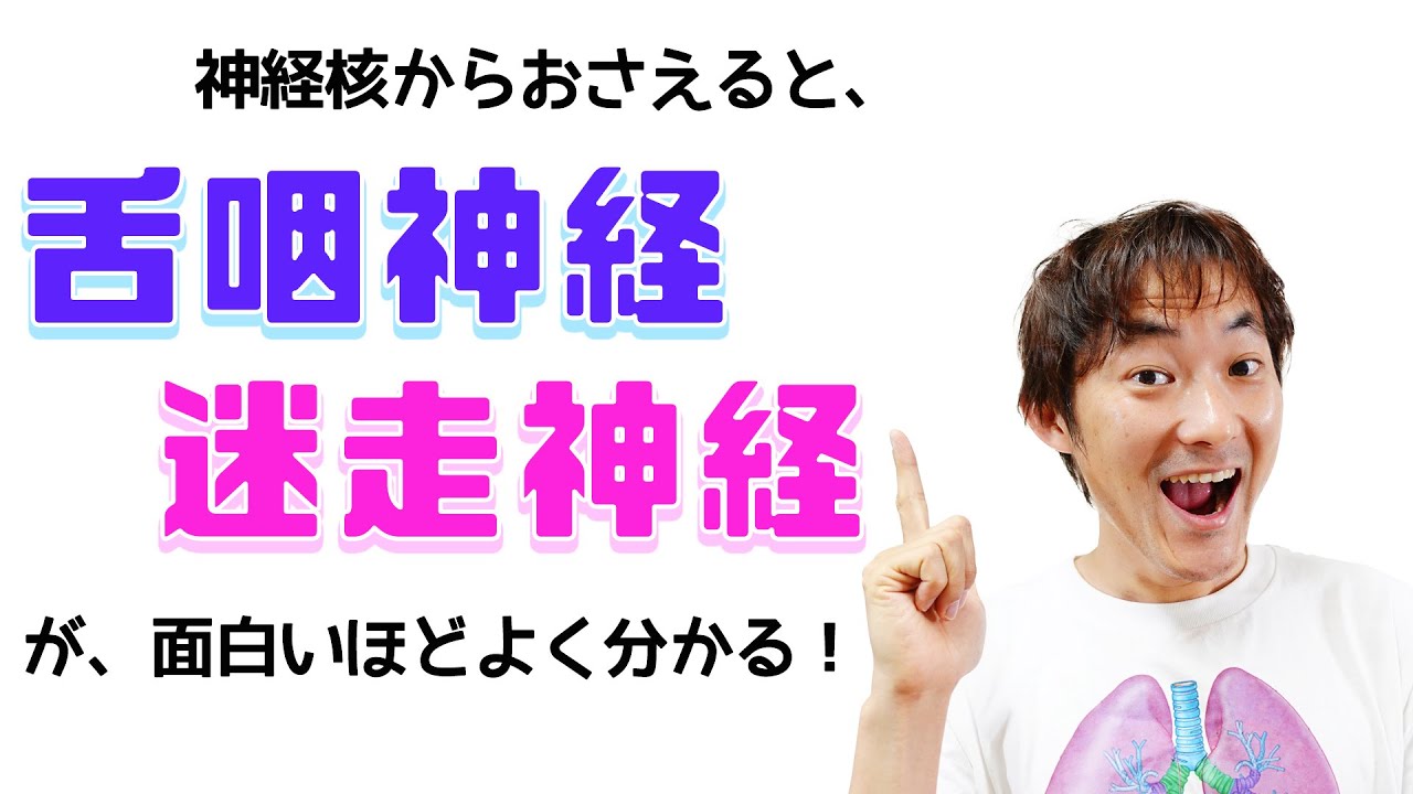 神経核から理解すると面白いほどよく分かる！：舌咽神経・迷走神経(Part.3)