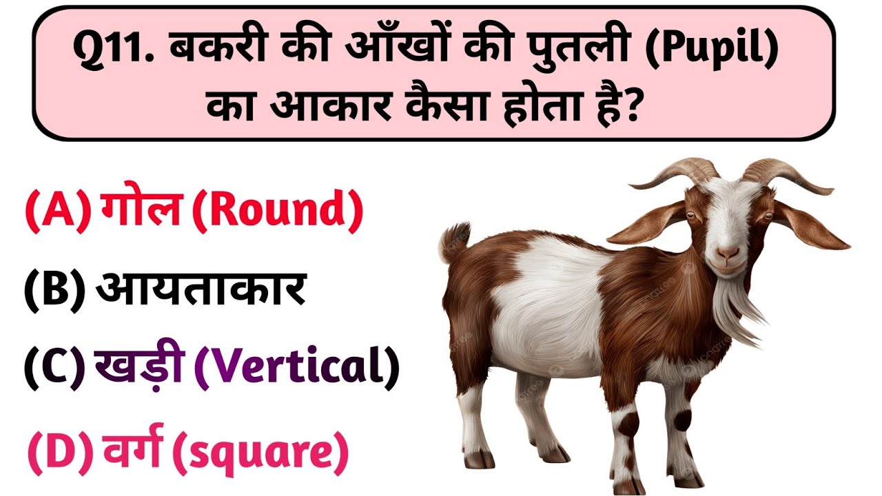 1️⃣ GK Questions: जानवरों के 15 ऐसे फैक्ट्स जो 99% लोग नहीं जानते 😲|Animal Facts..🤯🤔