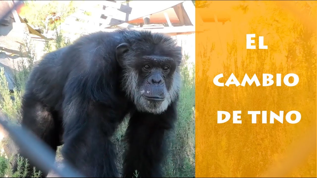 La transformaci&oacute;n de Tino- AAP