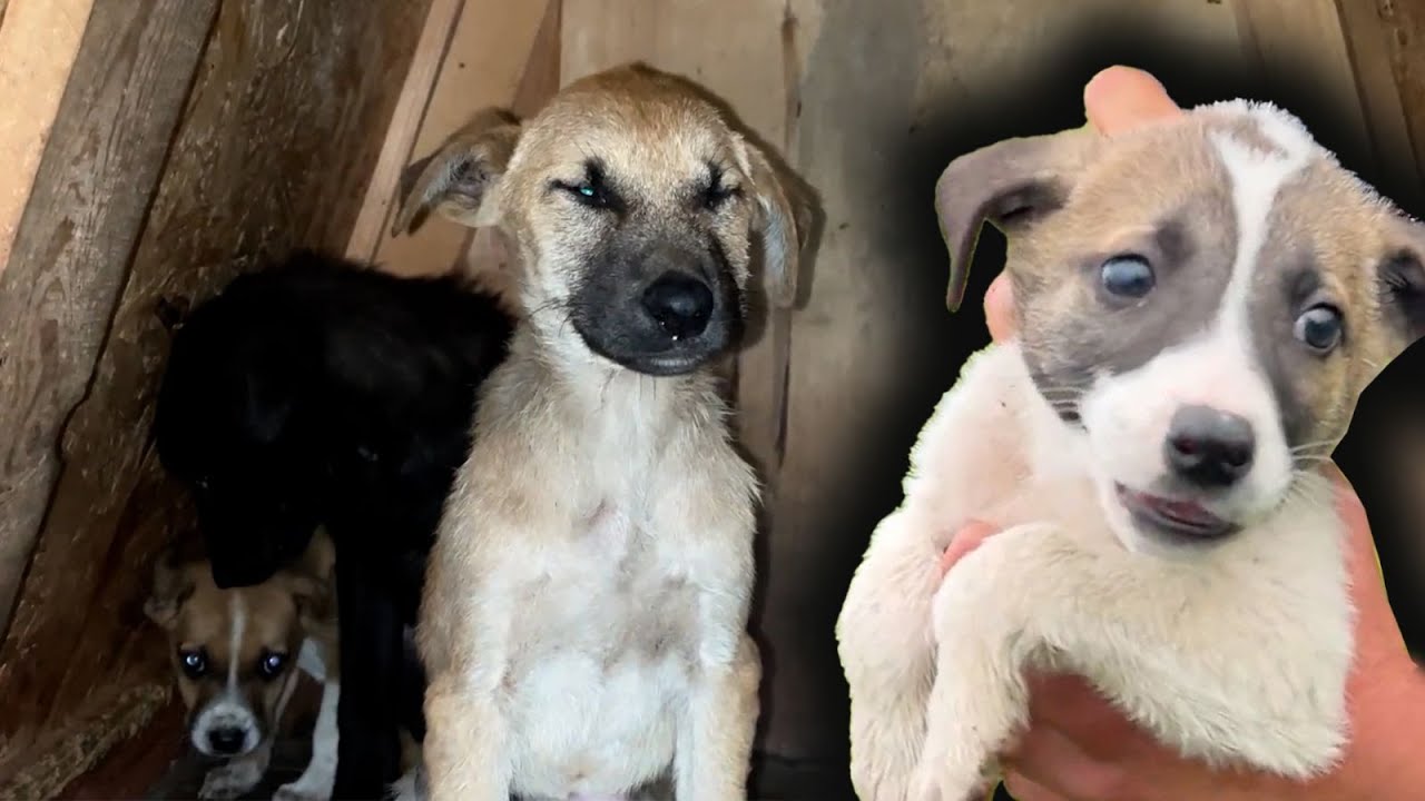 Atılan Yavru Köpekleri Beslemek Zor Oldu