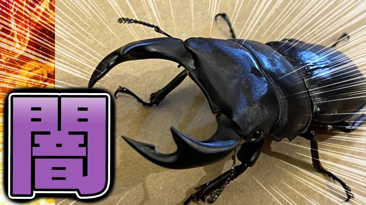 【ヤフオクの闇】出品されているクワガタムシは本物なのか…？それとも…