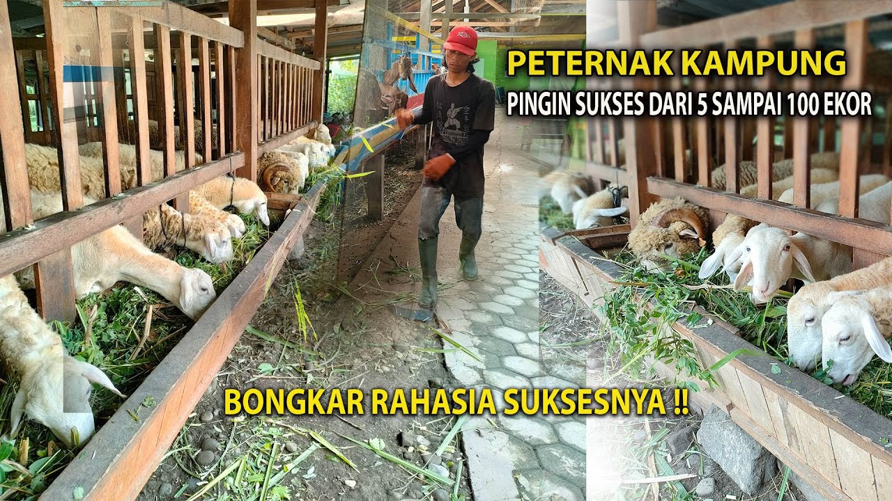 Peternak kampung beternak domba pingin sukses dari 5 ekor menjadi 100 ekor,nih solusinya