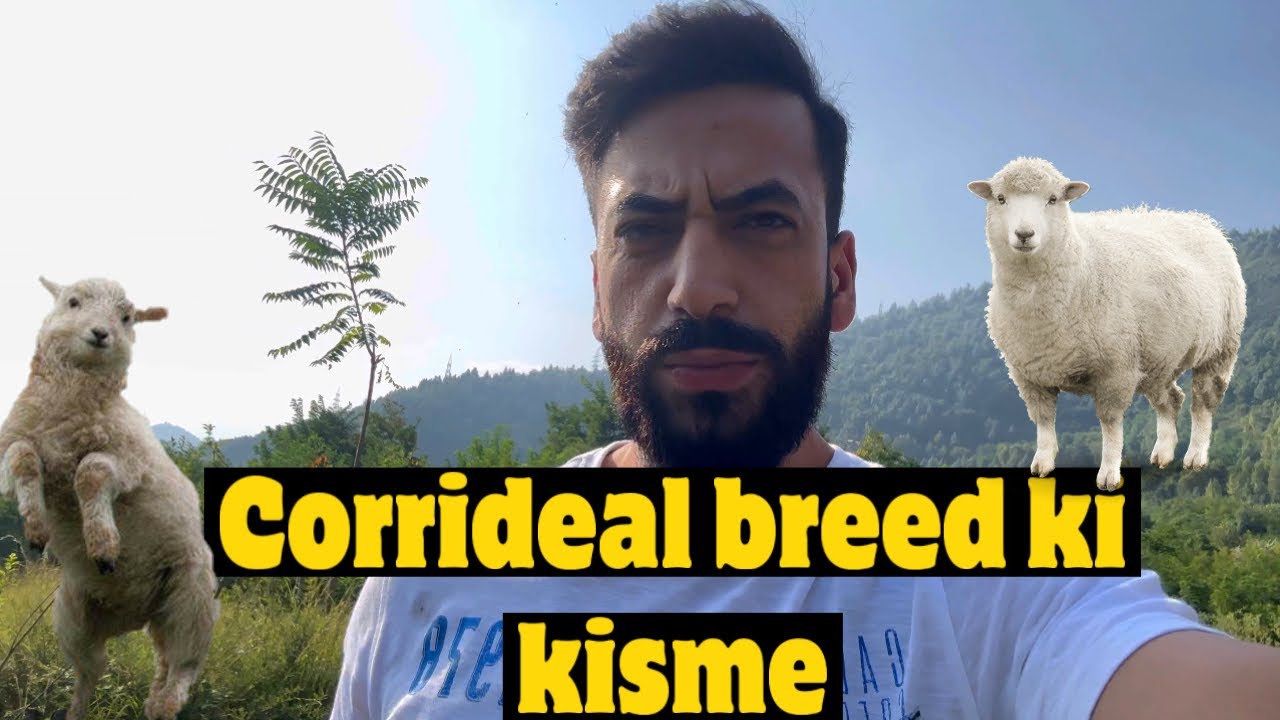 Corrideal breed ki kisme | By ovais Reshi | #sheepfarming |