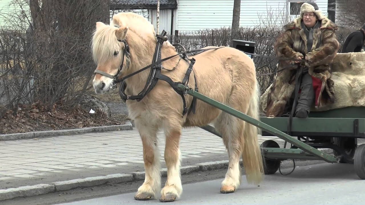 Marsimartnan 2014 - Levanger - 27. februar - 1. mars 2014