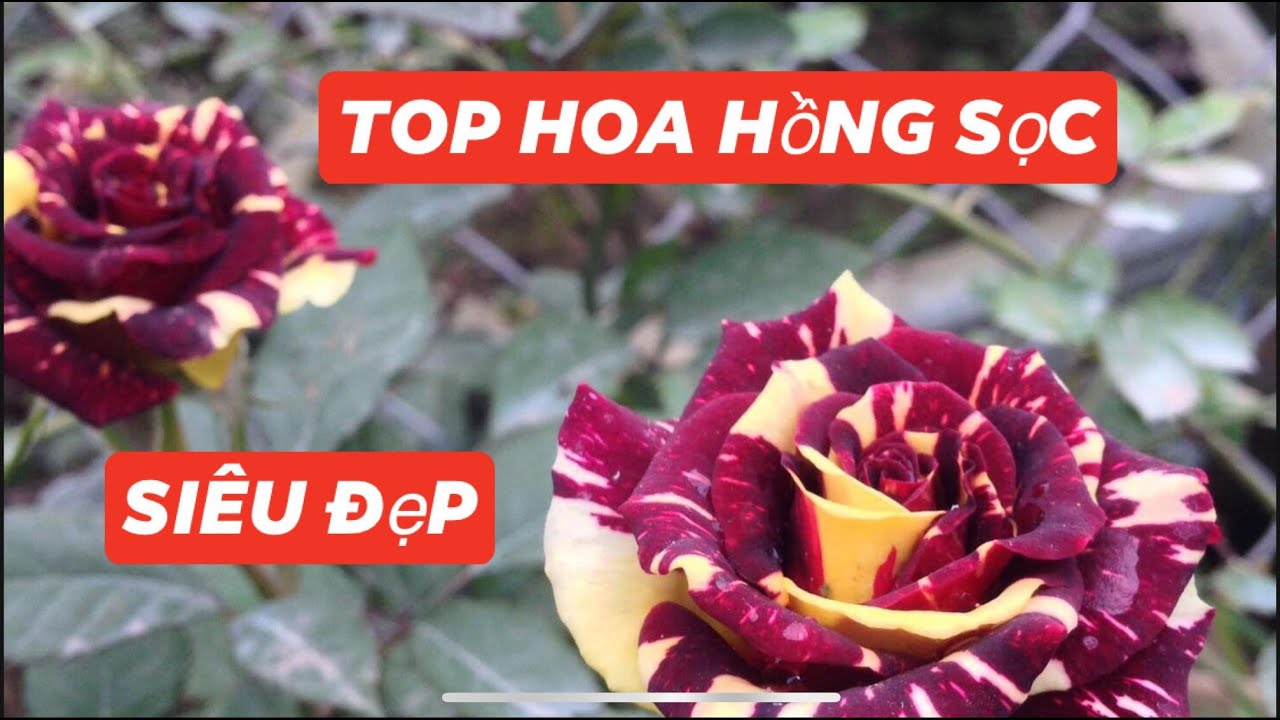 TOP HOA HỒNG NGOẠI SỌC SIÊU ĐẸP
