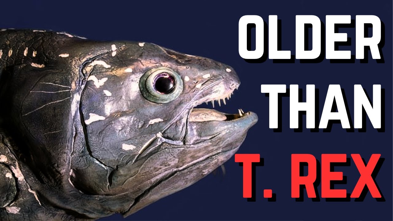 The 400-Million Year Old Fish That Refused To Die