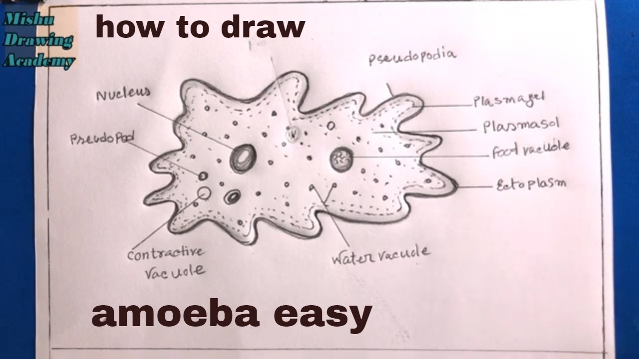 how to draw amoeba step by step/diagram of amoeba