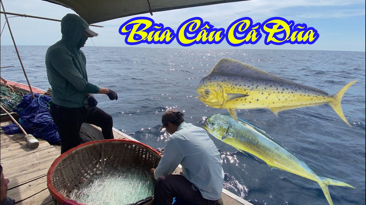 Trải nghiệm nghề bủa câu cá dũa cùng ngư dân hải thành - Dân Biển