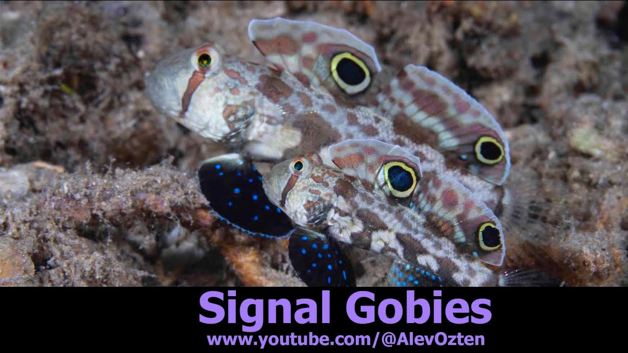 Signal Goby Pair Cuteness - Solomon Islands
