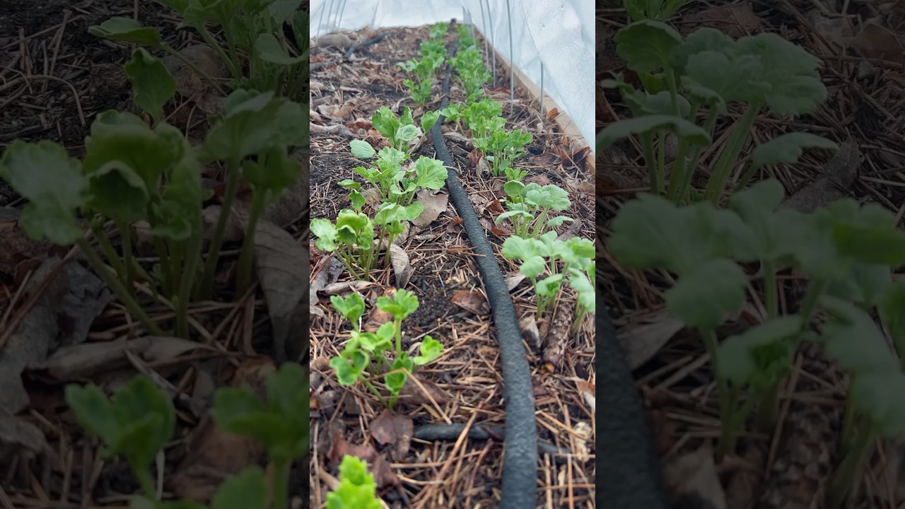 Spring Garden Challenges #springgarden #gardentips