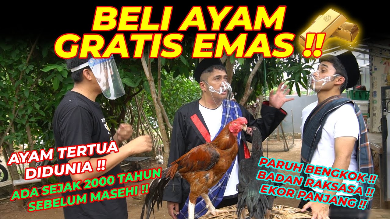 NO CLICKBAIT !! #EPS02 AYAM SHAMO | NANYA HARGA,ALSHAD HAMPIR  KEJ4NG2 🤣