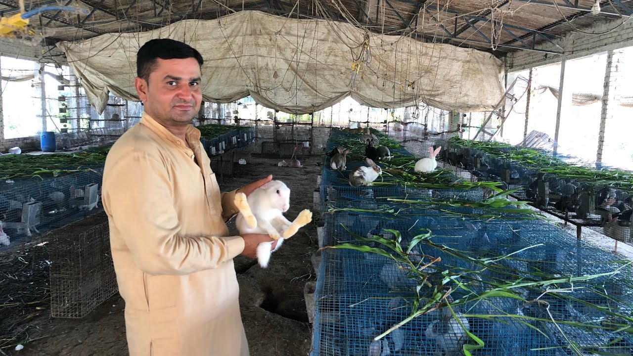 Ashiyana Rabbit Farm Safidon Jind Haryana
